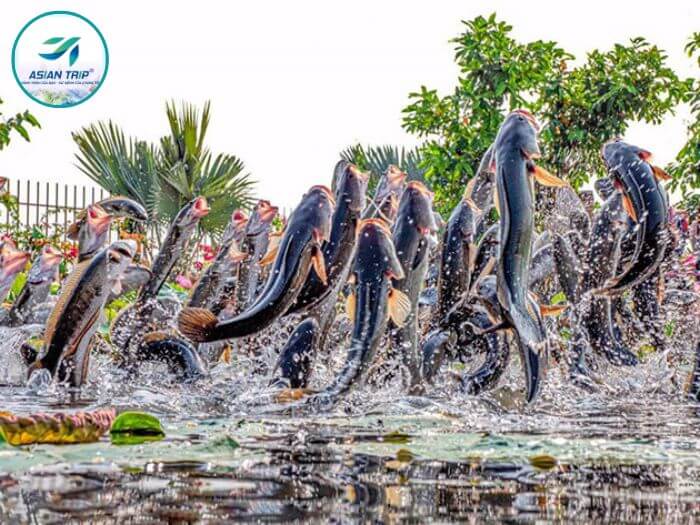 làng hoa hồng sa đéc