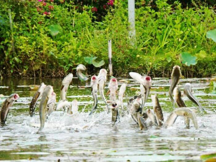 Tour Cần Thơ 1 Ngày